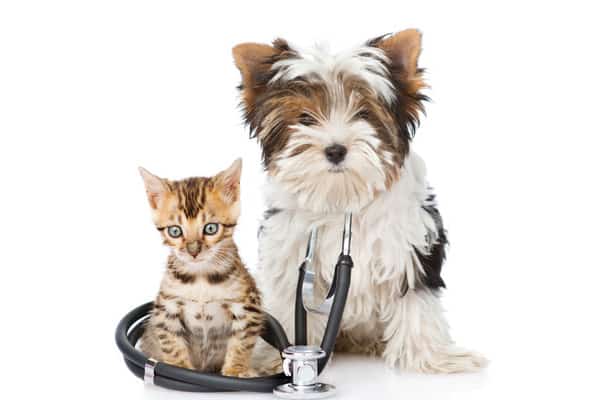 Assurance santé animaux